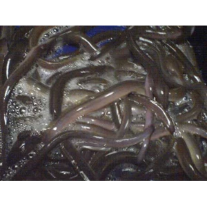 ikan sidat komsumsi jenis anguilla marmorta zise 200-350 gram-2