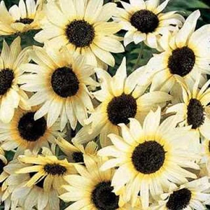 benih bunga matahari putih italian white sunflower bisa di tanam di pot atau di taman