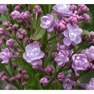 benih bunga tanaman hias french lilca bunga ungu yang harum mewangi sepanjang hari