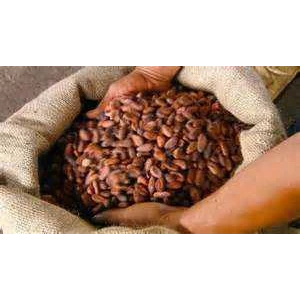 cocoa beans / biji coklat