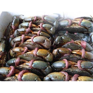 general trading hasil laut( kepiting)-2