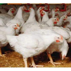 peternakan ayam broiler jabodetabek | jual ayam pedaging broiler | supplier ayam potong berkualitas