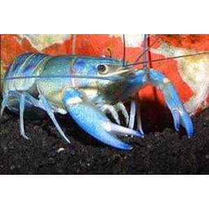 bibit lobster air tawar bali-2