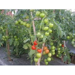 peluang usaha pupuk organik tanaman tomat berbuah setiap ruas-2