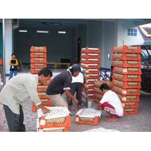 penjual bibit ayam-1