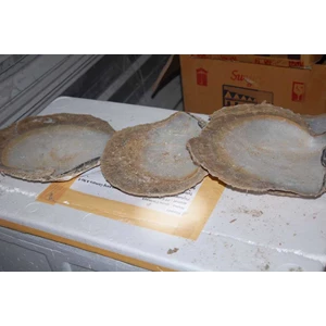 kulit kerang mutiara alam-1