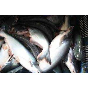 ikan patin segar-1