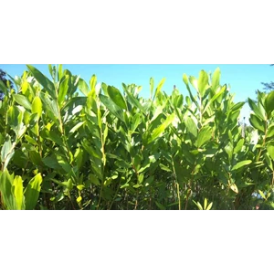 bibit akasia mangium & akasia kormis-1