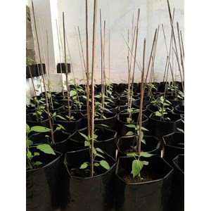 agro bisnis-7