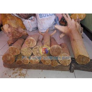 sandal wood (kayu cendana)-7