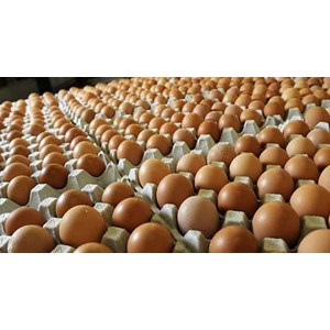 telur ayam