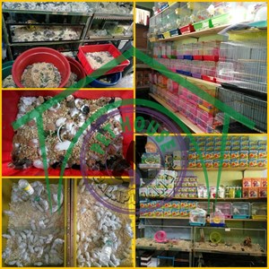 peternak hamster-1