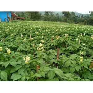 pt. eka pratama agrosukses-3
