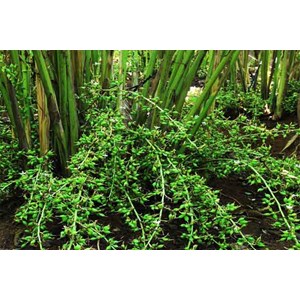 kapulaga cardamom sulawesi selatan-1
