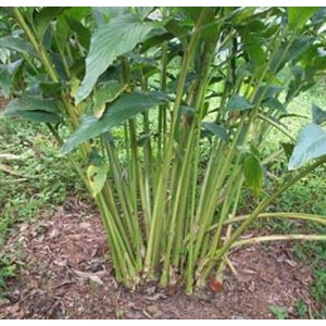 kapulaga cardamom sulawesi selatan-2