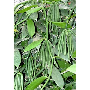 bibit vanilli vanili vanila panili vanilla-1