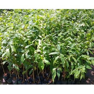 bibit pohon gaharu-1