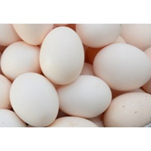 telur ayam kampung arab-1