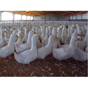 bebek itik peking potong makassar sulawesi selatan-1