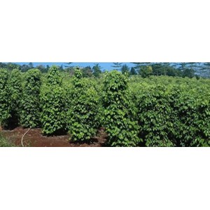 sale white pepper seeds