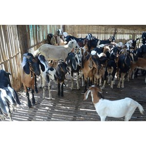 kambing makassar luwu timur sulawesi selatan-1