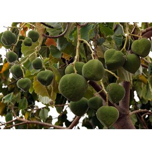 sell candlenut from tana toraja south sulawesi province indonesia