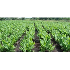 kunyit turmeric makassar sulawesi selatan-1