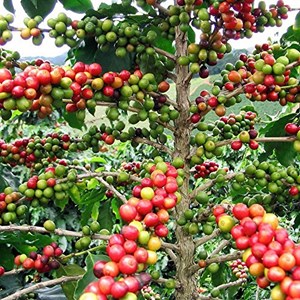 sell arabica coffee bean from tana toraja indonesia-1