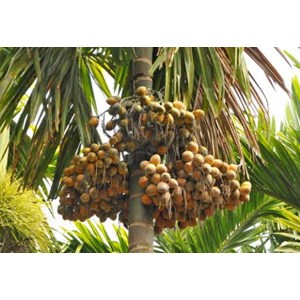 sell betel nut from tana toraja indonesia-1