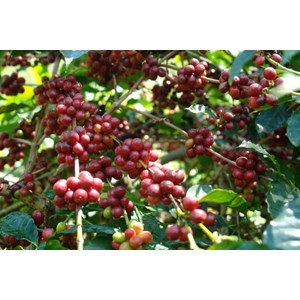 sell arabica coffee bean from tana toraja indonesia-2