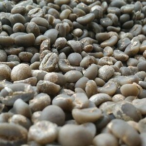 sell arabica coffee bean from tana toraja indonesia-3
