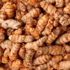 sell fresh turmeric from indonesia-2