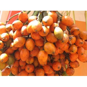 sell betel nut from tana toraja indonesia-2