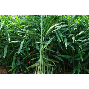 sell fresh and dried galangal from indonesia-3