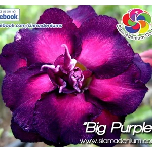 big purple
