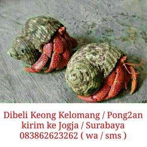 beli keong kelomang/ umang umang/pong pong ikan laut-2