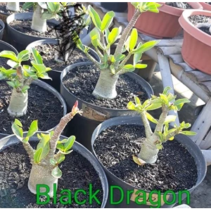 black dragon (mixed hybrid)