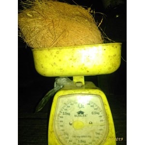 kelapa tua bulat-2