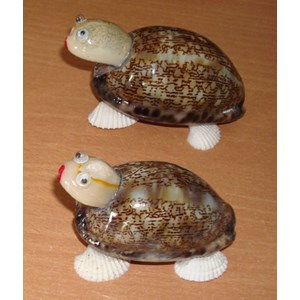 turtle ornament with cowrie / ornamen penyu dengan cowrie