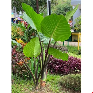 konstruksi taman samarinda-4