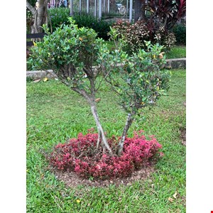 konstruksi taman samarinda-1