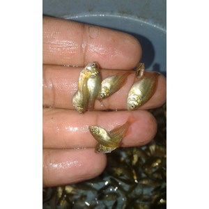 bibit ikan / benih ikan bawal-2