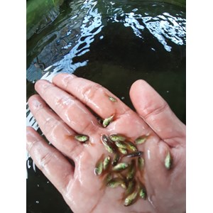 bibit ikan / benih ikan bawal-3
