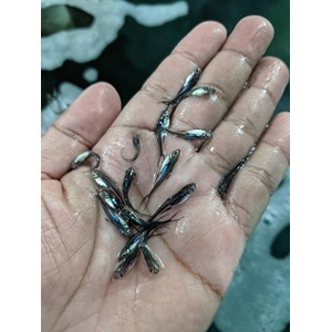 benih ikan / bibit ikan patin-3