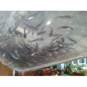 benih ikan / bibit ikan patin-7