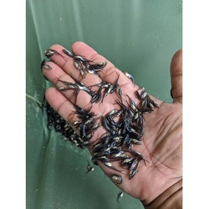 benih ikan / bibit ikan patin-6