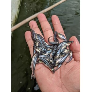 benih ikan / bibit ikan patin-5