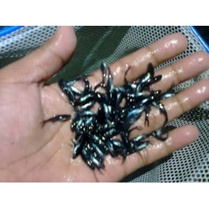 benih ikan / bibit ikan patin