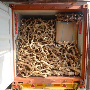 coffee root wood (all size) for jungle gym reptile