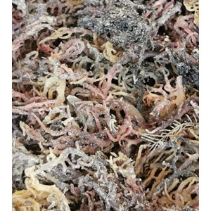 eucheuma cottonii seaweeds ( kappaphycus alvarezii) kappa carrageenan-4
